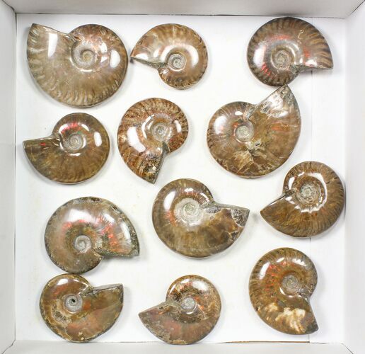 Lot: kg Iridescent, Red Flash Ammonites (-) - Pieces #82470